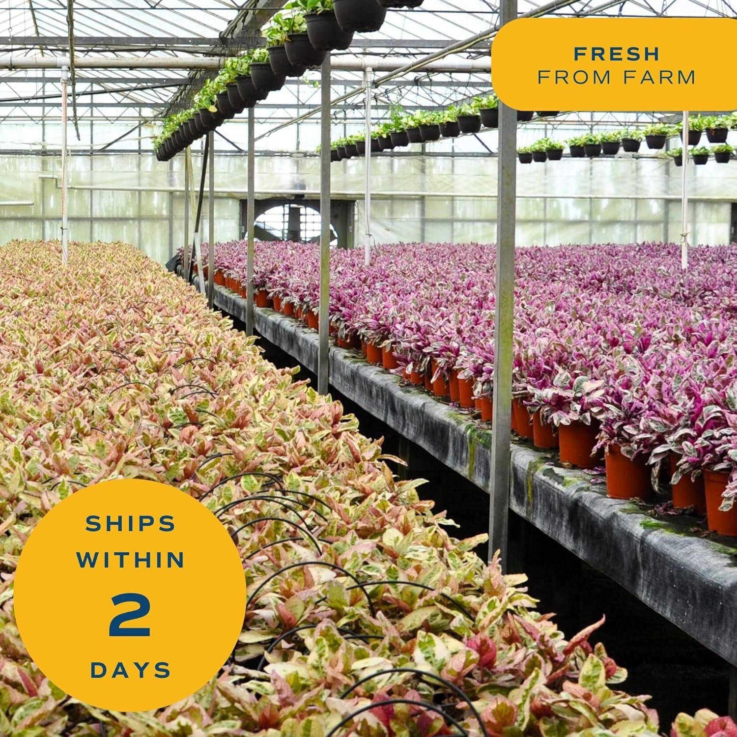 image:imageCosta Farms Ixora Live Outdoor Plant Easy Care Home DecorDesert Rose  Medium 1621 Inches Tall  Flower Color Varies