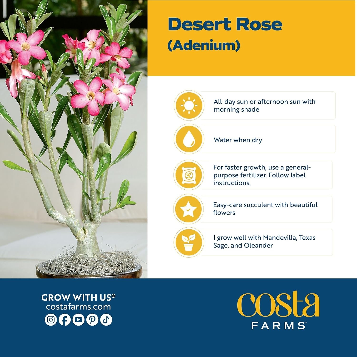 image:imageCosta Farms Ixora Live Outdoor Plant Easy Care Home DecorDesert Rose  Medium 1621 Inches Tall  Flower Color Varies