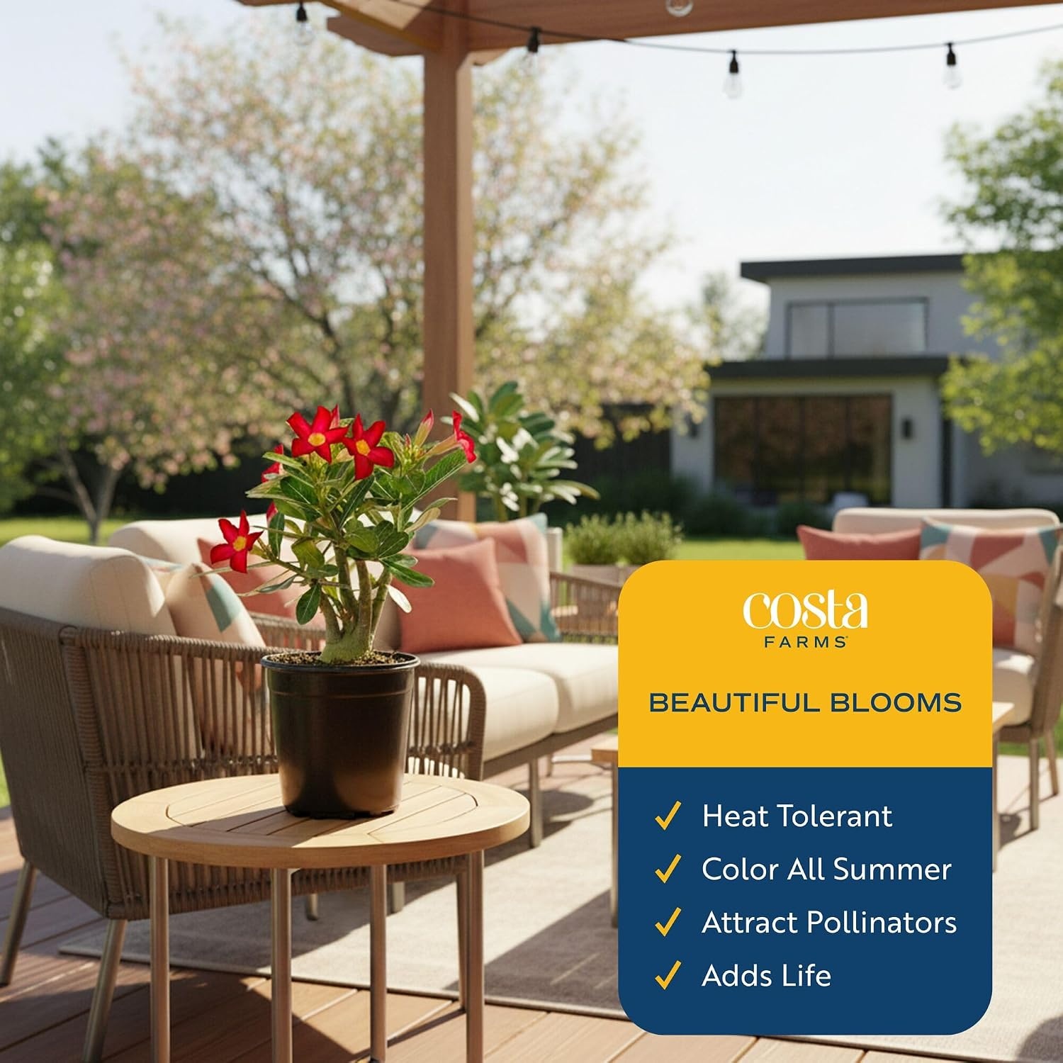 image:imageCosta Farms Ixora Live Outdoor Plant Easy Care Home DecorDesert Rose  Medium 1621 Inches Tall  Flower Color Varies