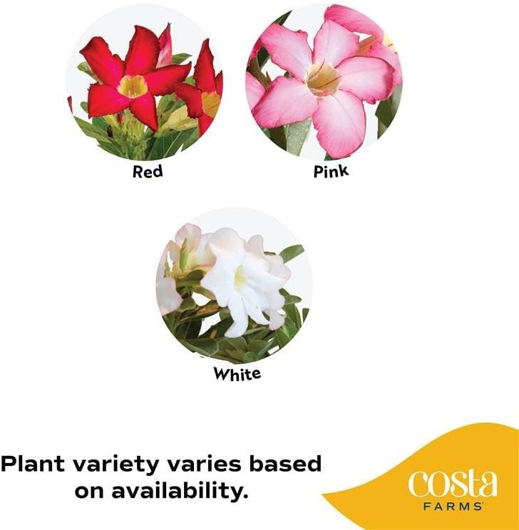 image:imageCosta Farms Ixora Live Outdoor Plant Easy Care Home DecorDesert Rose  Medium 1621 Inches Tall  Flower Color Varies