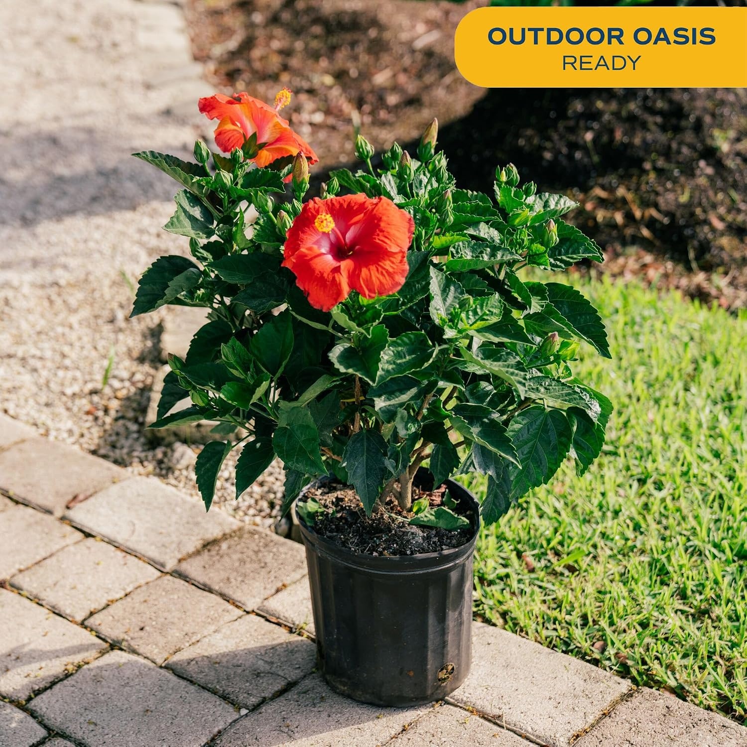 image:imageCosta Farms Ixora Live Outdoor Plant Easy Care Home DecorHibiscus  Large 23 Feet Tall  Flower Color Varies