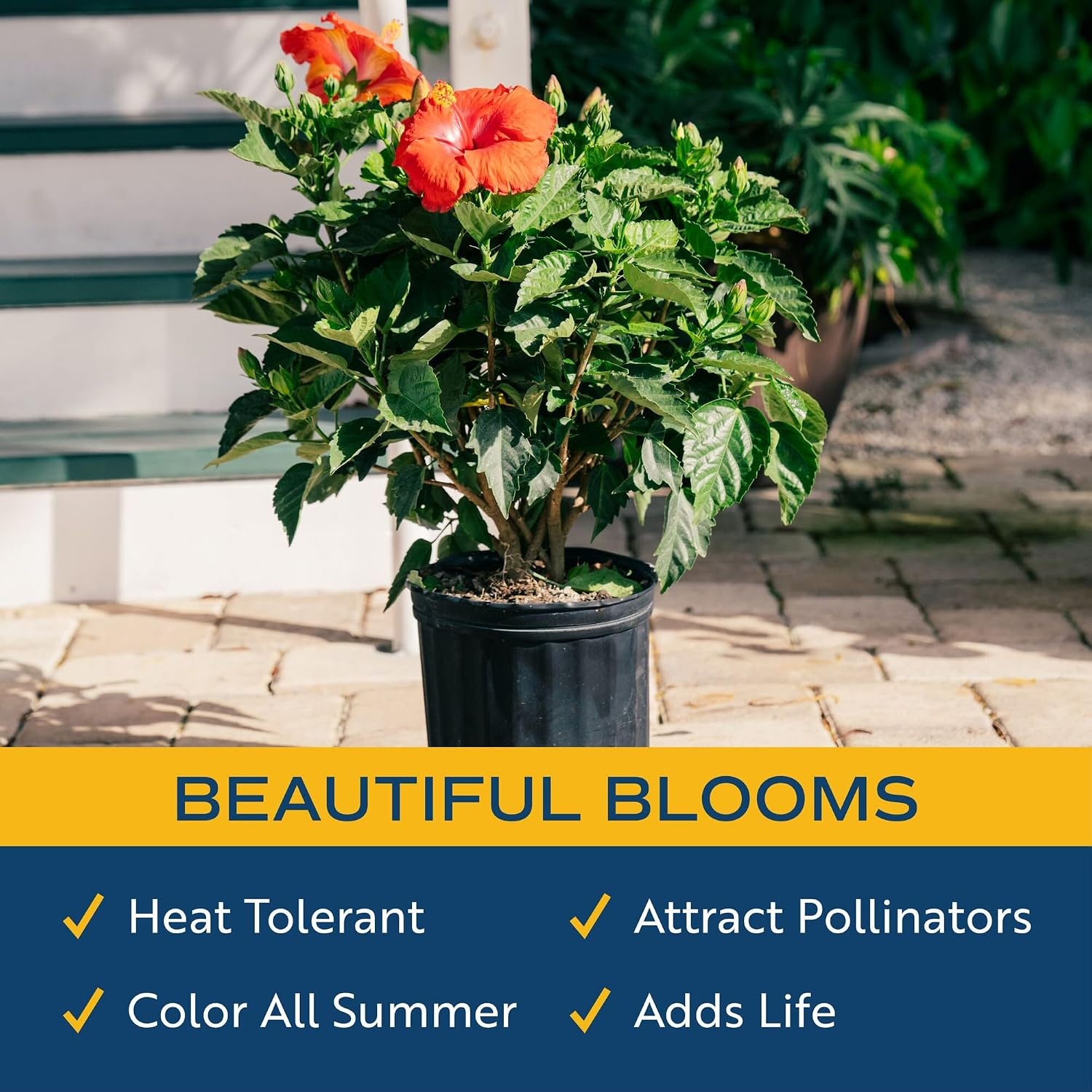 image:imageCosta Farms Ixora Live Outdoor Plant Easy Care Home DecorHibiscus  Large 23 Feet Tall  Flower Color Varies