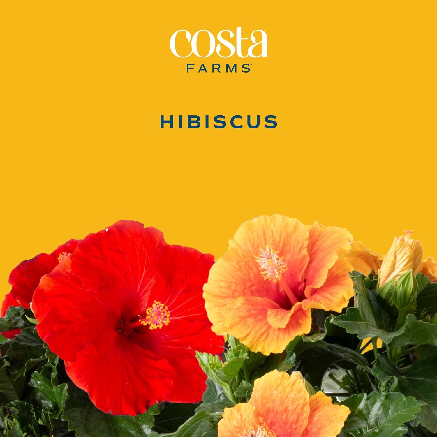 image:imageCosta Farms Ixora Live Outdoor Plant Easy Care Home DecorHibiscus  Large 23 Feet Tall  Flower Color Varies