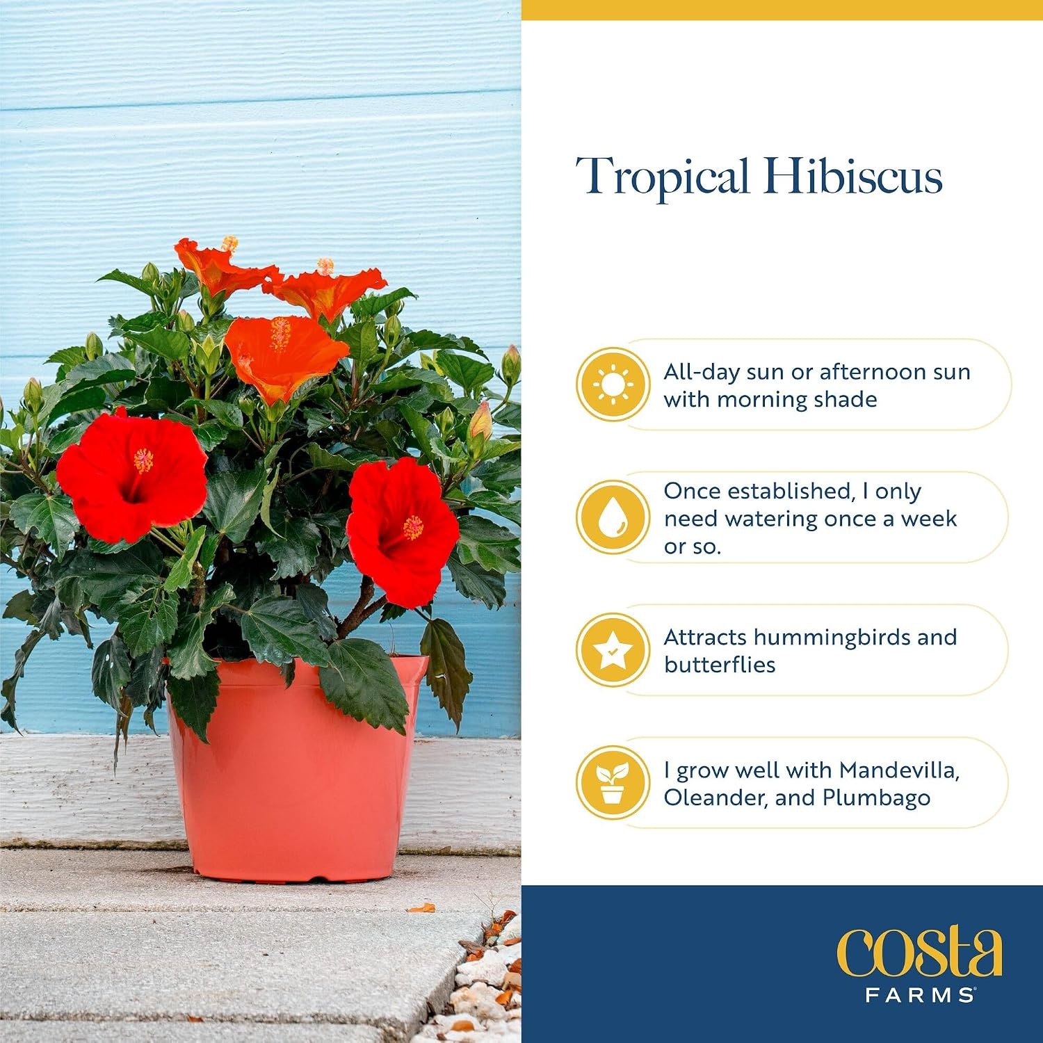 image:imageCosta Farms Ixora Live Outdoor Plant Easy Care Home DecorHibiscus  Large 23 Feet Tall  Flower Color Varies