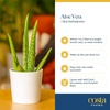 image:imageCosta Farms Aloe Vera Live Indoor Plant Easy Care Home DecorAloe Vera  1012 Inches Tall  in Decorative Plant Pot