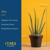 image:imageCosta Farms Aloe Vera Live Indoor Plant Easy Care Home DecorAloe Vera  1012 Inches Tall  in Decorative Plant Pot