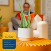 image:imageCosta Farms Aloe Vera Live Indoor Plant Easy Care Home DecorAloe Vera  1012 Inches Tall  in Decorative Planter