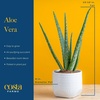 image:imageCosta Farms Aloe Vera Live Indoor Plant Easy Care Home DecorAloe Vera  1012 Inches Tall  in Grow Pot  2Pack
