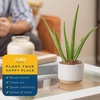 image:imageCosta Farms Aloe Vera Live Indoor Plant Easy Care Home DecorAloe Vera  1012 Inches Tall  in Grow Pot  2Pack