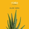 image:imageCosta Farms Aloe Vera Live Indoor Plant Easy Care Home DecorAloe Vera  1012 Inches Tall  in Grow Pot  2Pack