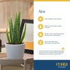image:imageCosta Farms Aloe Vera Live Indoor Plant Easy Care Home DecorAloe Vera  1012 Inches Tall  in Growers Pot
