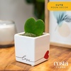 image:imageCosta Farms Aloe Vera Live Indoor Plant Easy Care Home DecorHoya Heart  Mini 45 Inches Tall  in Cute Heart Dcor Pot