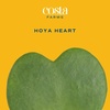 image:imageCosta Farms Aloe Vera Live Indoor Plant Easy Care Home DecorHoya Heart  Mini 45 Inches Tall  in Gift for Mom Pot