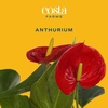 image:imageCosta Farms Anthurium Live Indoor Plant Easy Care Home DecorAnthurium  1014 Inches Tall  in Cute Decorative Pot