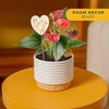 image:imageCosta Farms Anthurium Live Indoor Plant Easy Care Home DecorAnthurium  1014 Inches Tall  in Cute Decorative Pot