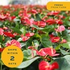 image:imageCosta Farms Anthurium Live Indoor Plant Easy Care Home DecorAnthurium  1014 Inches Tall  in Decorative Plant Pot
