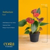 image:imageCosta Farms Anthurium Live Indoor Plant Easy Care Home DecorAnthurium  1014 Inches Tall  in Decorative Plant Pot