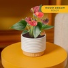 image:imageCosta Farms Anthurium Live Indoor Plant Easy Care Home DecorAnthurium  1014 Inches Tall  in Decorative Plant Pot