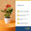 image:imageCosta Farms Anthurium Live Indoor Plant Easy Care Home DecorAnthurium  1014 Inches Tall  in Decorative Plant Pot w Decoration