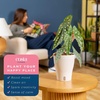 image:imageCosta Farms Begonia Live Indoor Plant Easy Care Home DecorIndoor Dcor Plant Pot