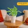 image:imageCosta Farms Begonia Live Indoor Plant Easy Care Home DecorIndoor Dcor Plant Pot
