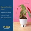 image:imageCosta Farms Begonia Live Indoor Plant Easy Care Home DecorIndoor Dcor Plant Pot
