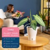 image:imageCosta Farms Begonia Live Indoor Plant Easy Care Home DecorIndoor Dcor Plant Pot