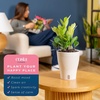 image:imageCosta Farms Begonia Live Indoor Plant Easy Care Home DecorIndoor Dcor Plant Pot