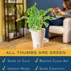 image:imageCosta Farms Begonia Live Indoor Plant Easy Care Home DecorIndoor Dcor Plant Pot