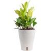 image:imageCosta Farms Begonia Live Indoor Plant Easy Care Home DecorIndoor Dcor Plant Pot