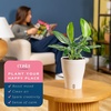 image:imageCosta Farms Begonia Live Indoor Plant Easy Care Home DecorIndoor Dcor Plant Pot
