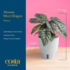 image:imageCosta Farms Begonia Live Indoor Plant Easy Care Home DecorIndoor Dcor Plant Pot
