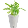 image:imageCosta Farms Begonia Live Indoor Plant Easy Care Home DecorIndoor Dcor Plant Pot
