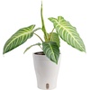 image:imageCosta Farms Begonia Live Indoor Plant Easy Care Home DecorIndoor Dcor Plant Pot