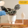 image:imageCosta Farms Begonia Live Indoor Plant Easy Care Home DecorIndoor Dcor Plant Pot