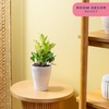 image:imageCosta Farms Begonia Live Indoor Plant Easy Care Home DecorIndoor Dcor Plant Pot