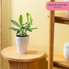 image:imageCosta Farms Begonia Live Indoor Plant Easy Care Home DecorIndoor Dcor Plant Pot