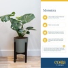 image:imageCosta Farms Begonia Live Indoor Plant Easy Care Home DecorIndoor Dcor Plant Pot