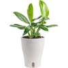 image:imageCosta Farms Begonia Live Indoor Plant Easy Care Home DecorIndoor Dcor Plant Pot