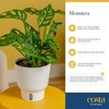 image:imageCosta Farms Begonia Live Indoor Plant Easy Care Home DecorIndoor Dcor Plant Pot