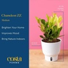 image:imageCosta Farms Begonia Live Indoor Plant Easy Care Home DecorIndoor Dcor Plant Pot