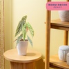 image:imageCosta Farms Begonia Live Indoor Plant Easy Care Home DecorIndoor Dcor Plant Pot