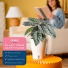 image:imageCosta Farms Begonia Live Indoor Plant Easy Care Home DecorIndoor Dcor Plant Pot