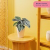 image:imageCosta Farms Begonia Live Indoor Plant Easy Care Home DecorIndoor Dcor Plant Pot