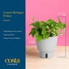 image:imageCosta Farms Begonia Live Indoor Plant Easy Care Home DecorIndoor Dcor Plant Pot