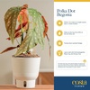 image:imageCosta Farms Begonia Live Indoor Plant Easy Care Home DecorIndoor Dcor Plant Pot
