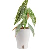 image:imageCosta Farms Begonia Live Indoor Plant Easy Care Home DecorIndoor Dcor Plant Pot