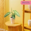 image:imageCosta Farms Begonia Live Indoor Plant Easy Care Home DecorIndoor Dcor Plant Pot
