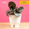 image:imageCosta Farms Begonia Live Indoor Plant Easy Care Home DecorIndoor Dcor Plant Pot