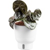 image:imageCosta Farms Begonia Live Indoor Plant Easy Care Home DecorIndoor Dcor Plant Pot